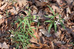 Cutleaf toothwort